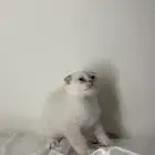 قطط سكوتش صغيره