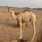 قعود