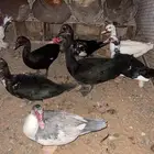 بط بح