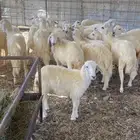 بهم ضأن