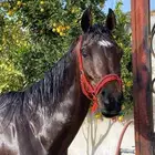 حصان شعبي   الصحه شرط   العمر 4 سنوات