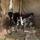 عنز متبع بتيس كبير