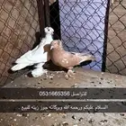 حمام زينه جوز