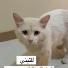 قط ذكر لتبني