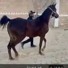 فرس عربيه ورق