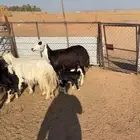 متابيع. نجد 4 معها 5 وحده متاوم