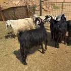 معزا. عوارض. دفيع