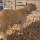 فحل حري صنف