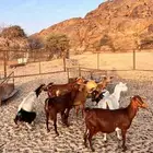 8. معزا