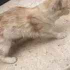 قطة ضايعه