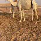 ناقة ضريبه رباع