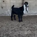 مشروع فحل خصم