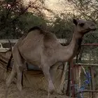 قعود وبكره للبيع
