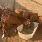 طليان سواكني جبره وفاخره ومقفله وتربايه اشكل من 4 شهور