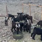 تيوس عوارض
