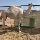 ناقة لقحه