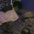 سكوتش فولد بيور انثى