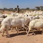 غنم
