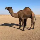 فحل اصفر دبياني