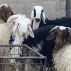 ذبايح ابو خالد