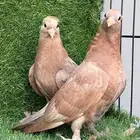 حمام صنعاني