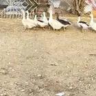 وز للبيع