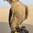 وكريه جبليه حر