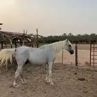 خيل شعبي