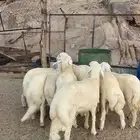 طليان ثلاجه
