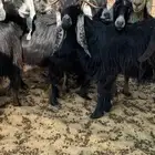 معزا عوارض دفيع ومضاريع