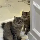 قطط للتبني