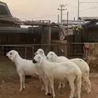 خرفان سواكن