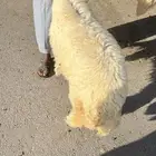 ذبايح ثلاجة وضيوف حريات ونعيم ونجد على الطلب