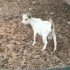 ماعز قزمي للبيع بريدة