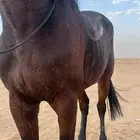 حصان انقليزي