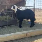 طلي نجدي مشروع