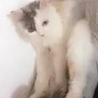 قطة مفقودة في مكة المكرمة
