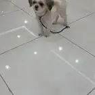 للبيع كلب مالتيز انثى