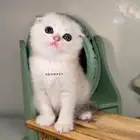 سكوتش فولد كيتن ستريت انثى ذكر قطوه قطط بسه هملايا شيرازي
