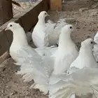 حمام هزازي