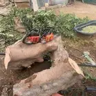 منشار حطب للإيجار