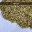 بذور القيصوم للبيع