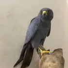 بكه جليمية