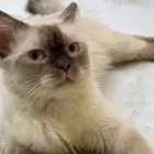 تبني قطط