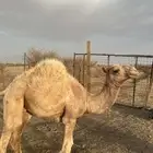 قعود البيع على ربيع وحليب امه