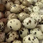 بيض سمان تكساس الحجم الكبير