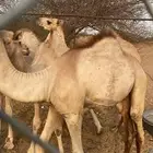 قعدان اربعه بحاله ممتازه