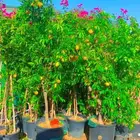 اشجار شتلات يوسف افندي