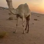 بكره رباع للبيع