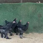 دجاج براهما اسود صك